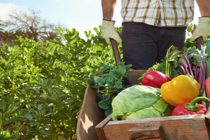 Farmer with produce