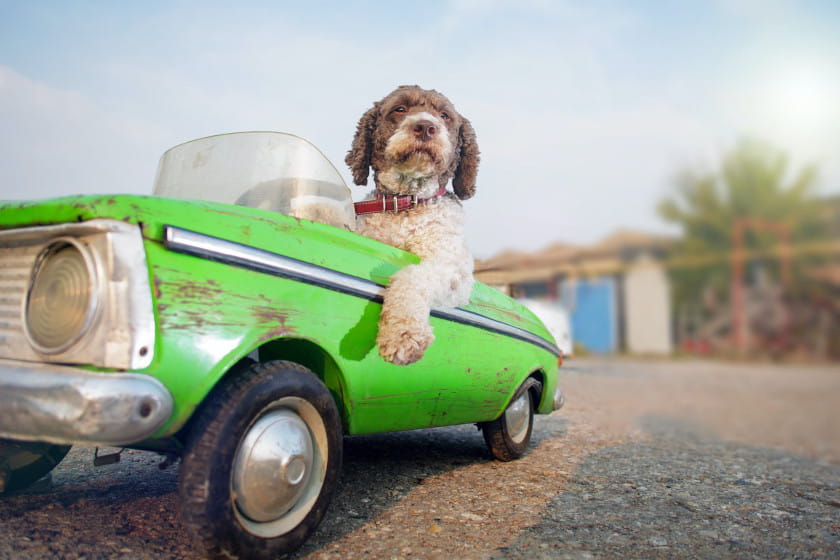 dog driving mini car to promote road safety